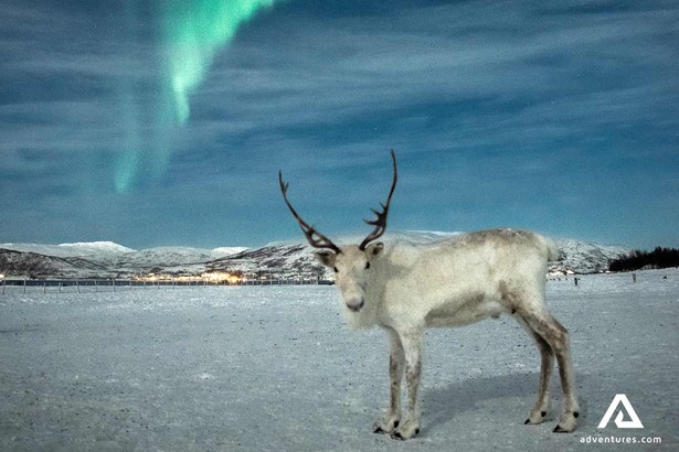 northern lights above a white reindeer