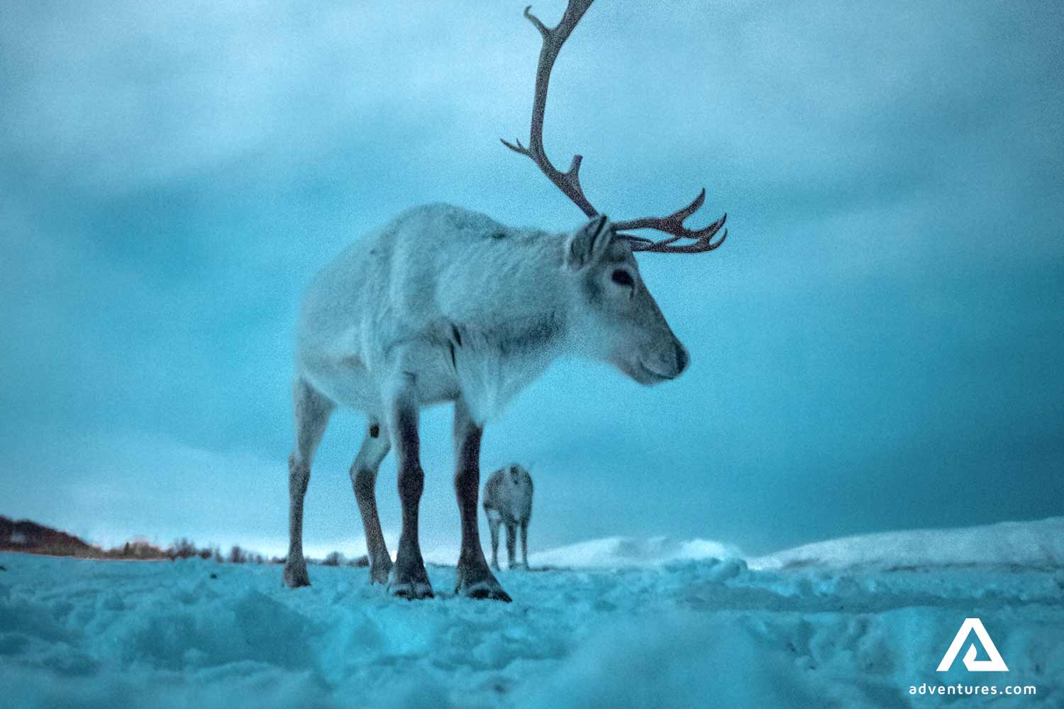 two reindeers roaming at night in winter