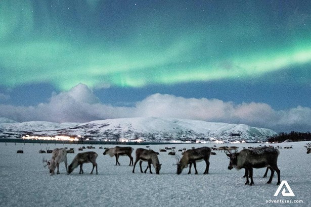 reindeers roaming winter fields in norway