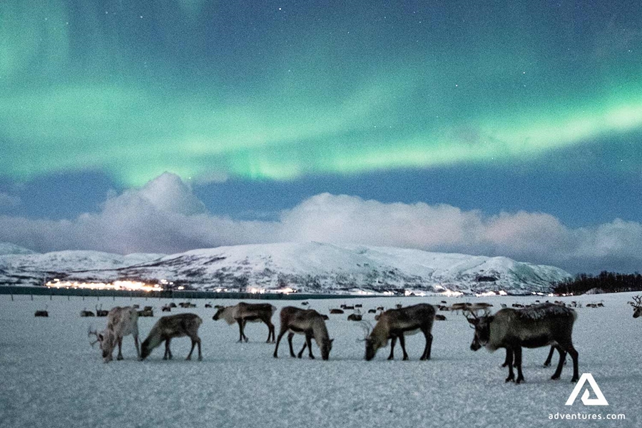 reindeers roaming winter fields