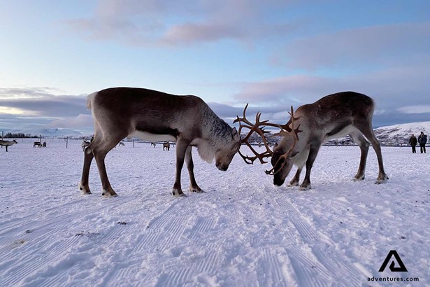 reindeer playing with antlers in norway