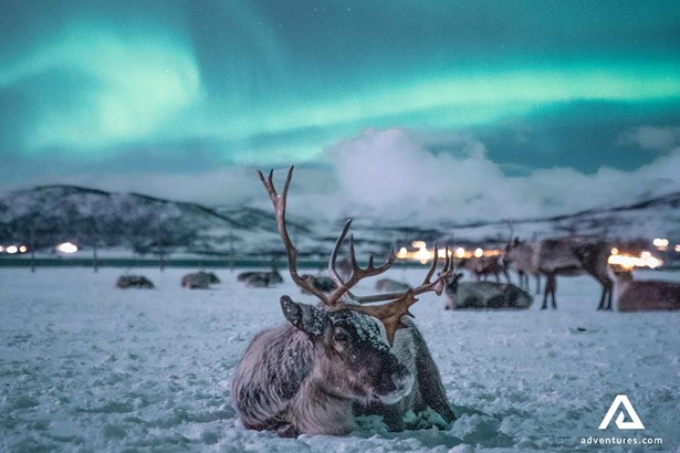 reindeer resting in winter at night