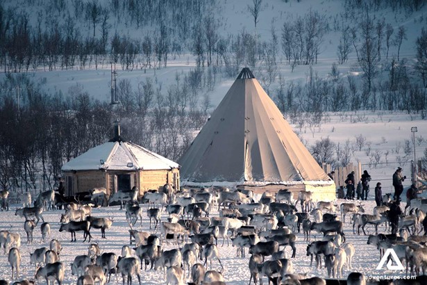 large herd of reindeer in norway in a field