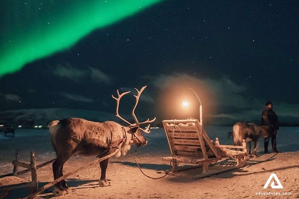 reindeer sledding and northern lights in winter