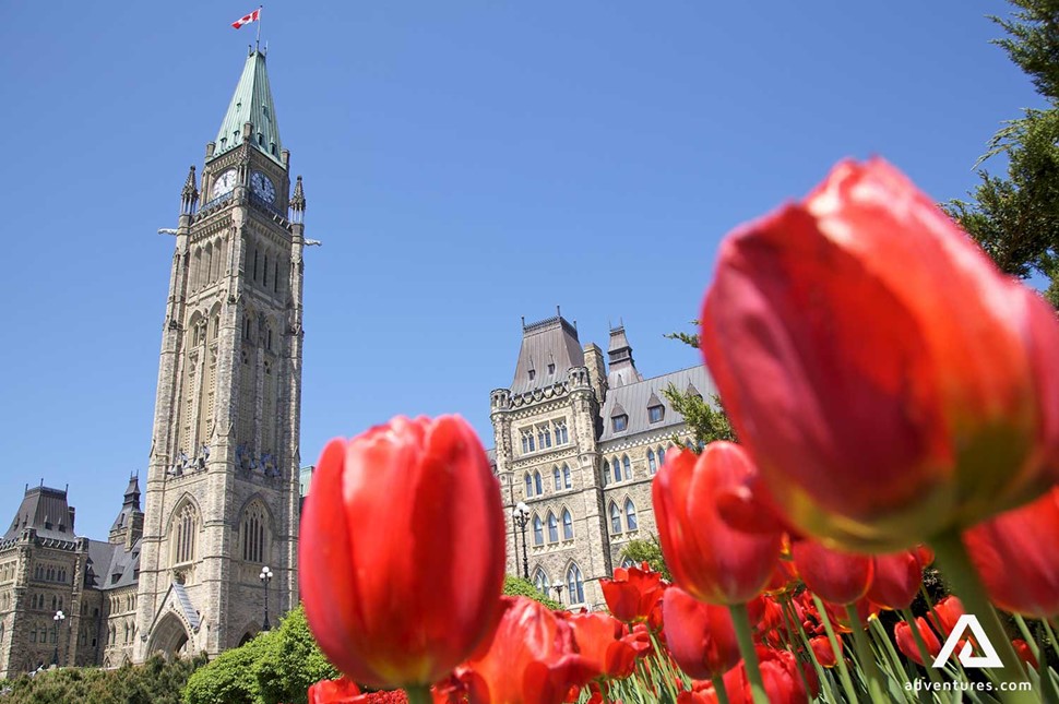 blossoming red tulips in summer near parliament building