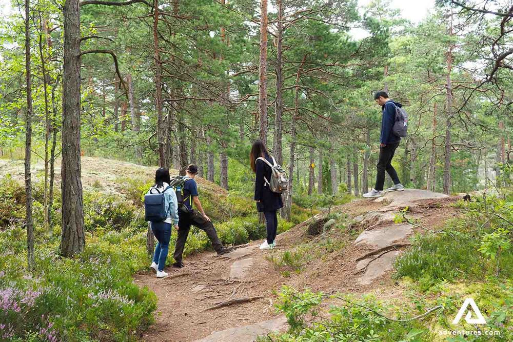 hiking a pine forest in porkkala