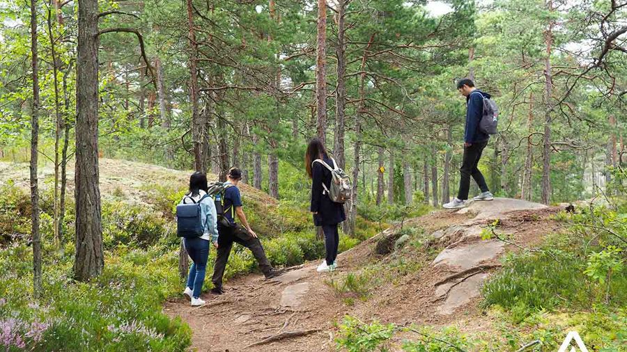 hiking a pine forest in porkkala