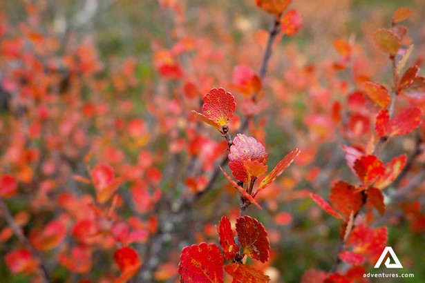 bright red bush leaves in finland