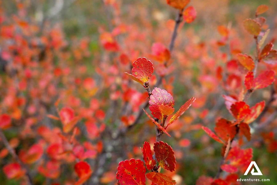 bright red bush leaves