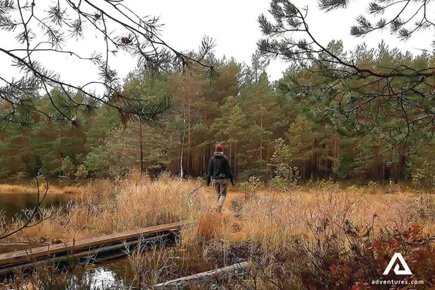 crossing a forest swamp in liesjarvi national park