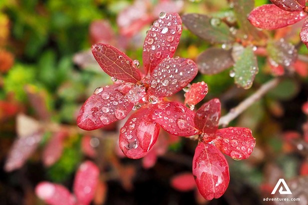 raindrops on red leaves in finland