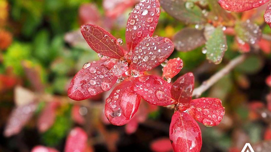 raindrops on red leaves