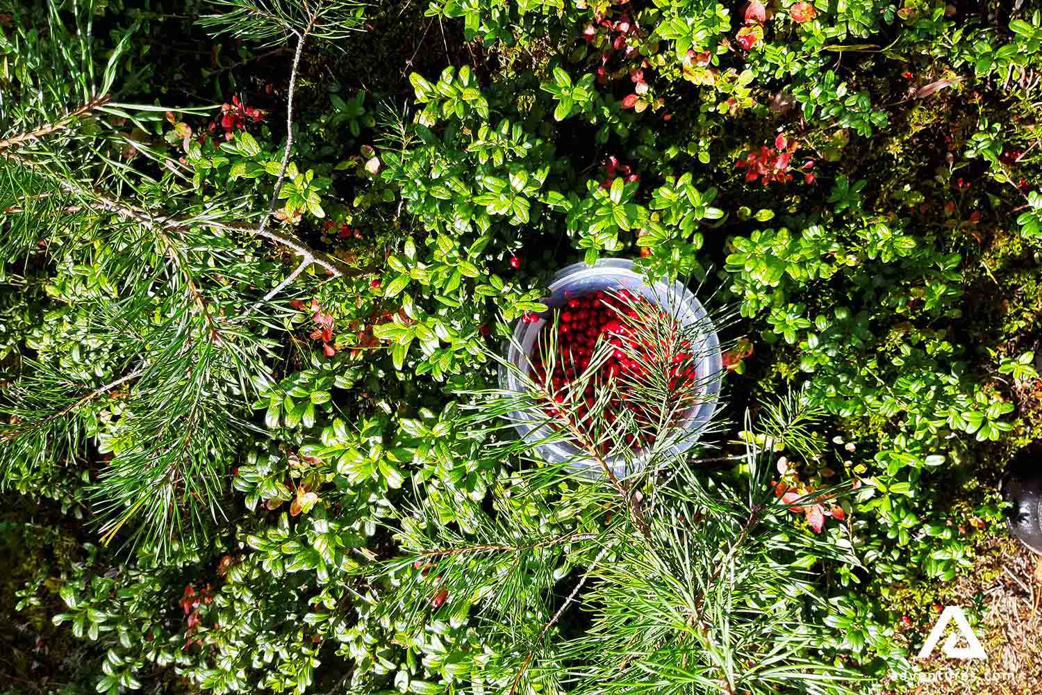 lingonberry bushes in finland