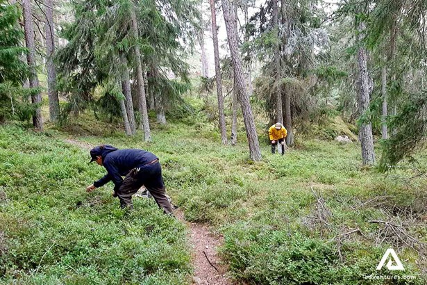 hikers picking up berries in finland