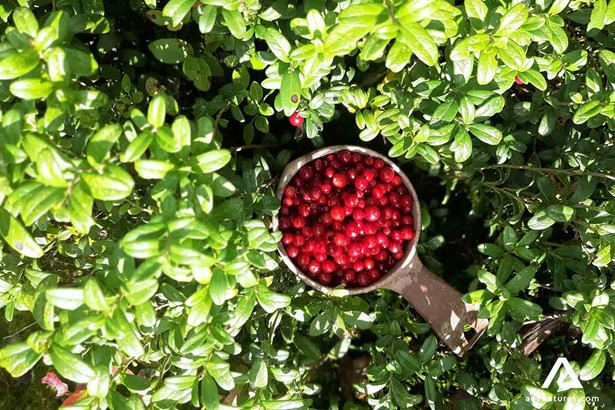 lingonberries in finland at summer