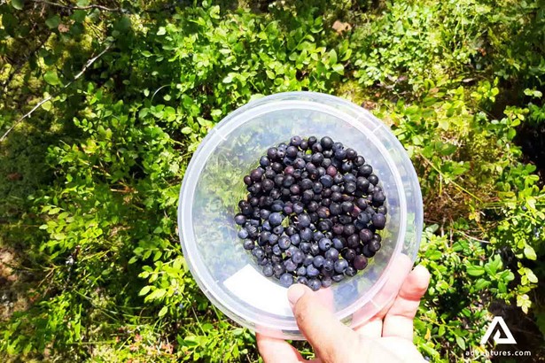 a small bucket of blueberrys in finland at summer
