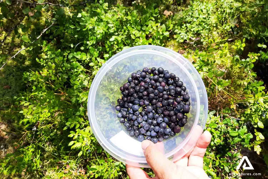 a small bucket of blueberrys in finland