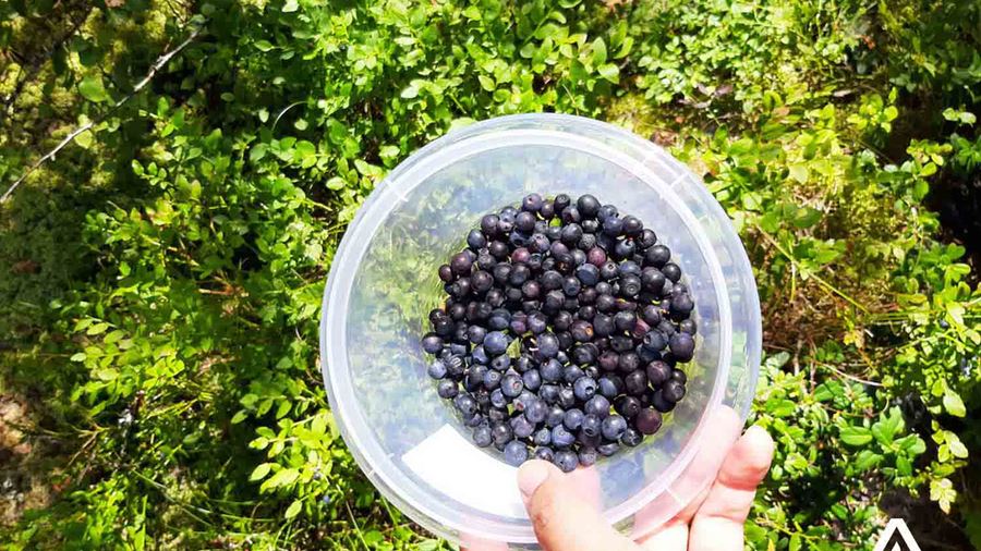 a small bucket of blueberrys in finland