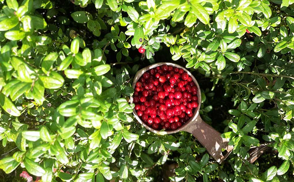 A National Park Berry Picking Tour from Helsinki