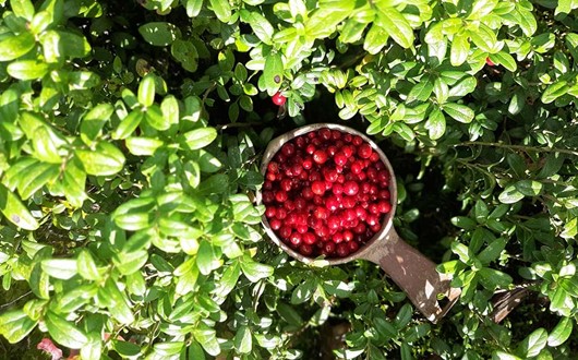 A National Park Berry Picking Tour from Helsinki