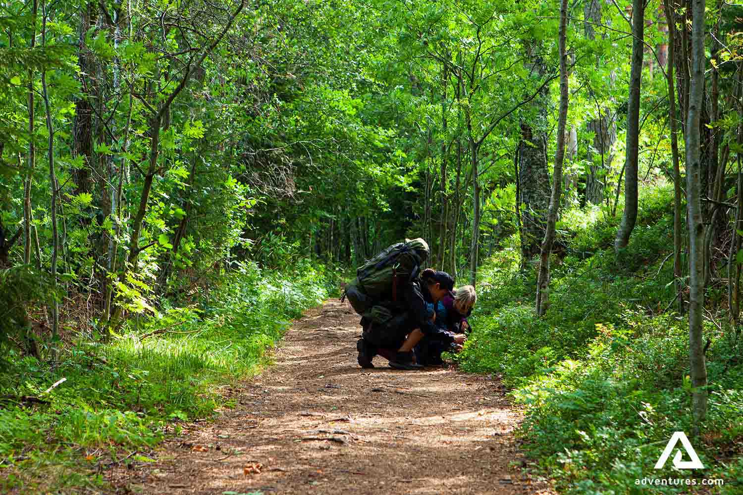 picking up berries near a path in liesjarvi national park