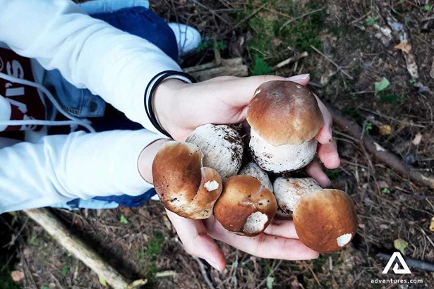 handfull of mushrooms in liesjarvi