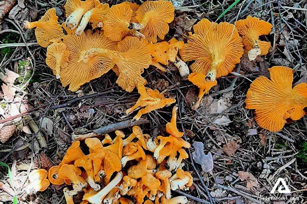 wild orange mushrooms on moss in finland