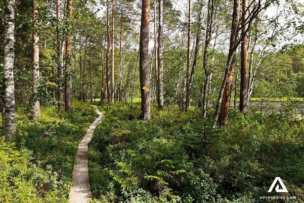 lush forest ground in finland