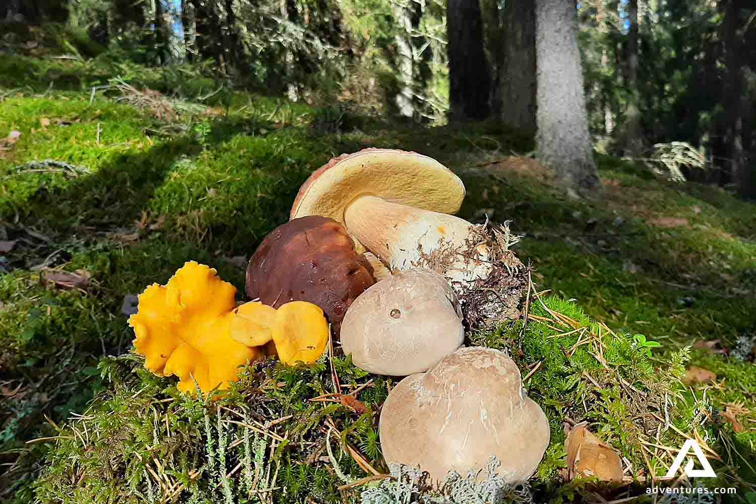 variety of wild mushrooms in finland