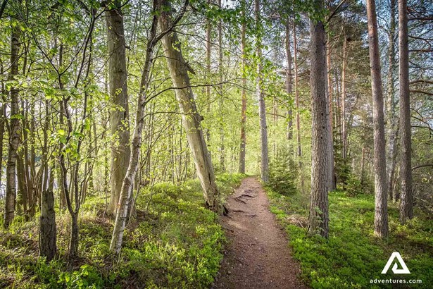 forest path leading through liesjarvi national park in finland