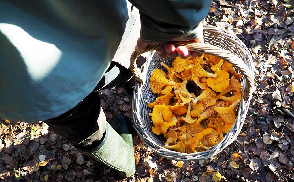 A mushroom hunting tour from Helsinki