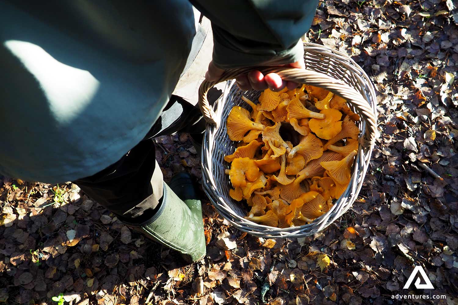 basket full of mushroom picked near helsinki