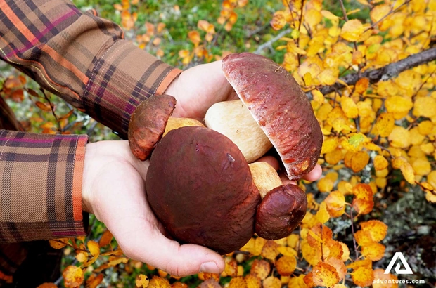 showing large wild mushrooms in finland