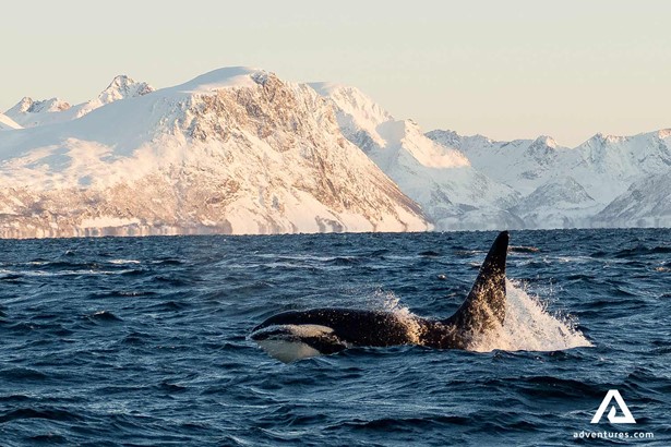 killer whale in a fjord oceanside in norway