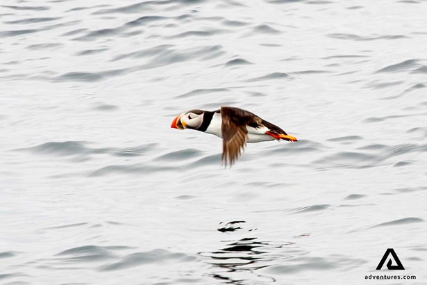puffin flying above an ocean in norway
