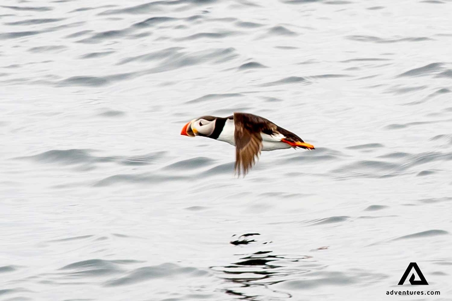 puffin flying above an ocean