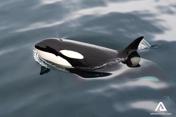 orca breaching in the norwegian sea