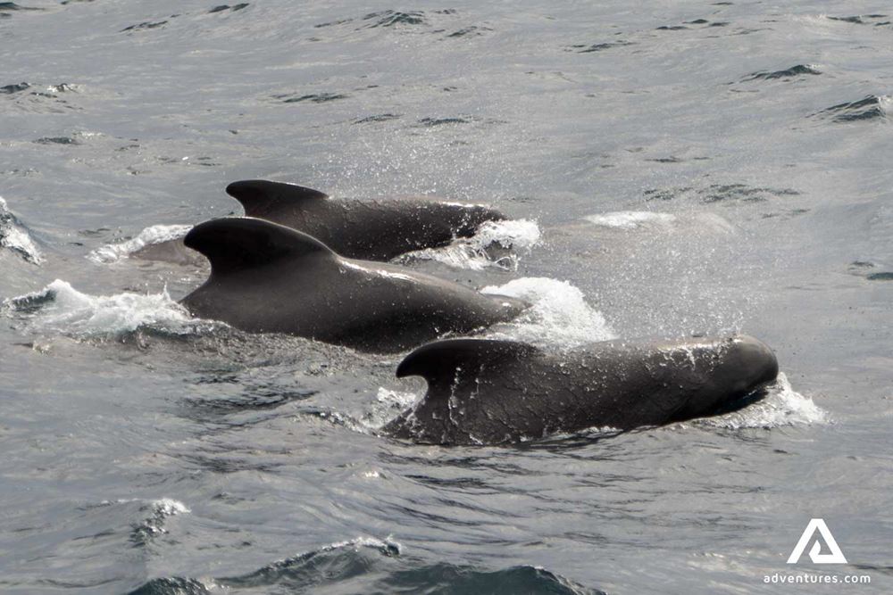 small pilot whales