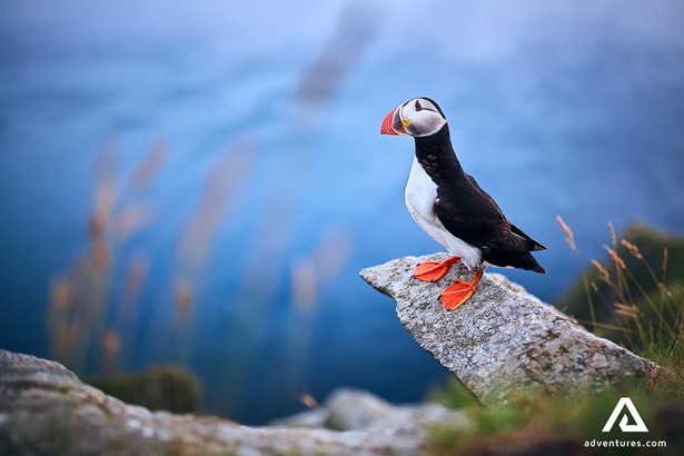 atlantic puffin on a rock in norway