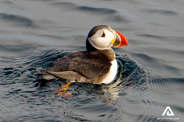 puffin swimming in the sea in norway