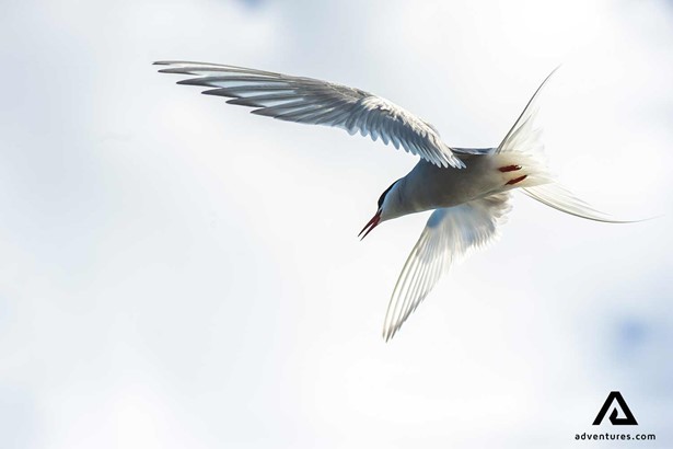 arctic tern bird hunting in norway