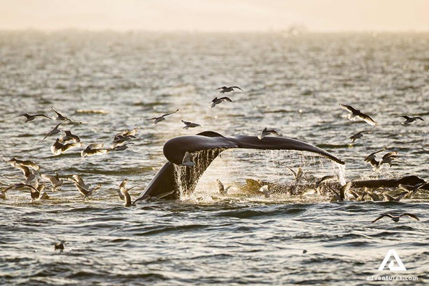 birds flying around a whale in the ocean
