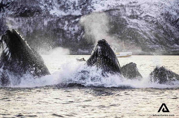 group of whales breaching out of water