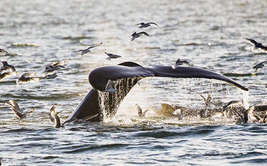 Whale, bird and seal watching combined in one full day adventure!