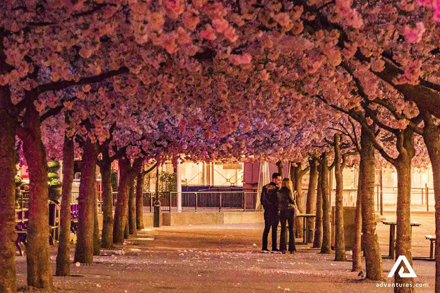 cheery blossom trees in sweden at spring