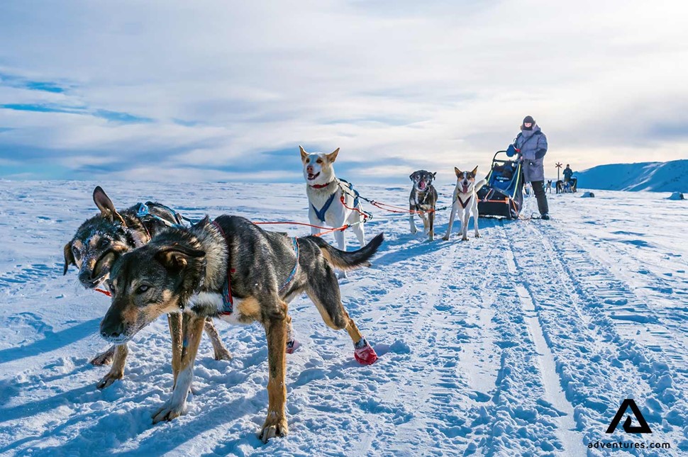 dogs excited for dogsledding in winter