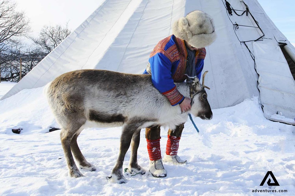 sami culture man petting a reindeer in kiruna sweden