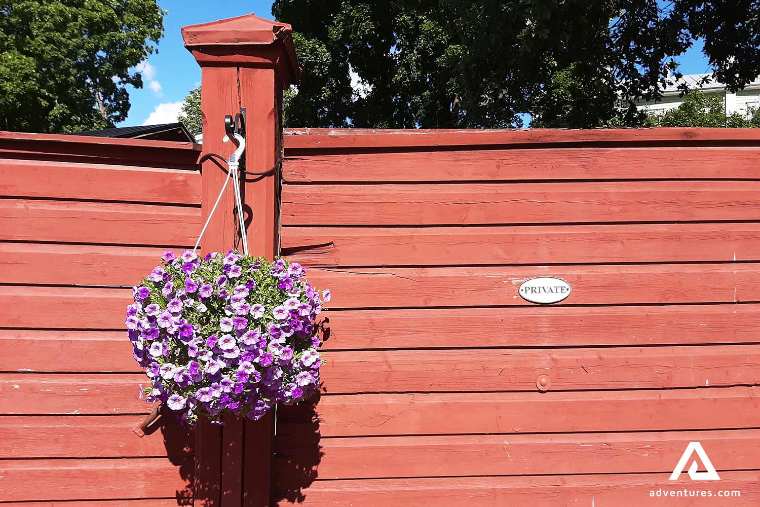 flower pot on a red wall
