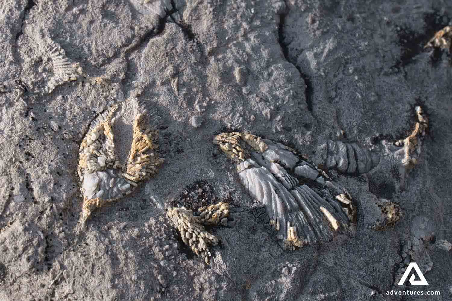 Burgess Shale Fossil in yoho national park in canada