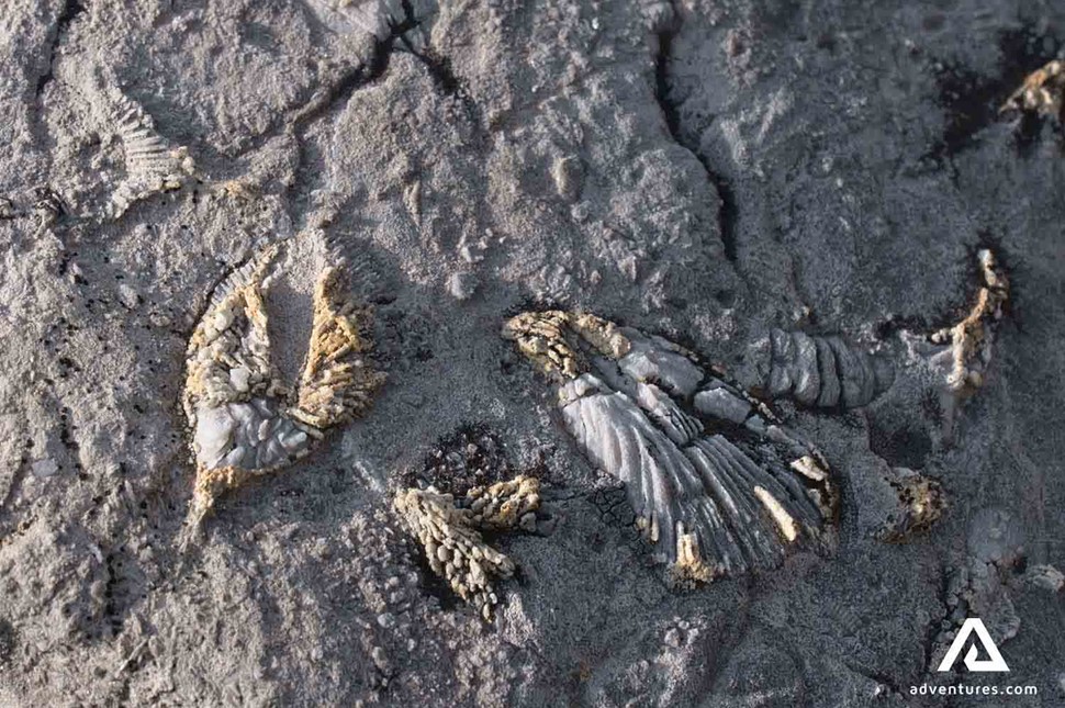 Burgess Shale Fossil in yoho national park in canada